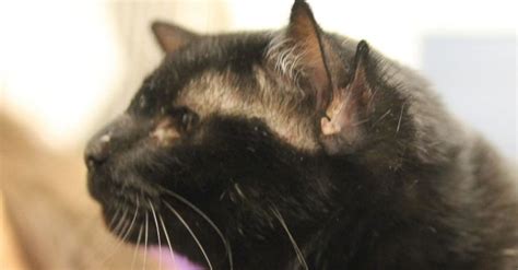 Adorable 4 Eared Cat Named Batman Finds Forever Home Huffpost