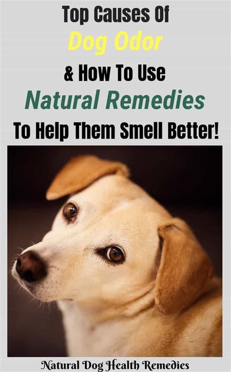 Veterinary Practice Stinky Dog Ears Home Remedies