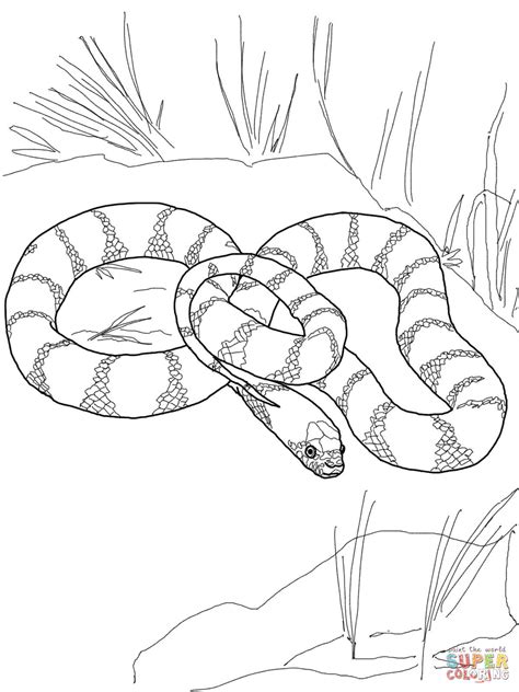 Black Mamba Coloring Pages At Free Printable