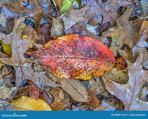 Autumn Forst Scene In Late Fall In Central Park Stock Image Image Of