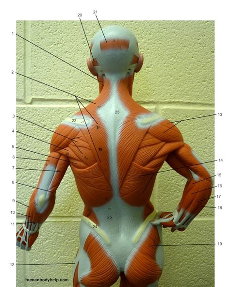Elements as muscles, tendons, bones, and fat. Small Muscle Model (posterior, upper) - Human Body Help