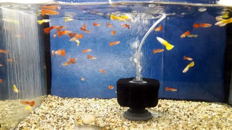 How Often To Replace Your Fish Tank Filter A Complete Guide