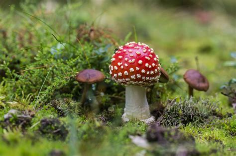 Image champignons-9 : Free picture : fungus, wild, mushroom, grass, nature ...