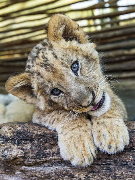 Etrends Top 5 Cute Baby Lions Cute Animals Wild Cats Animals