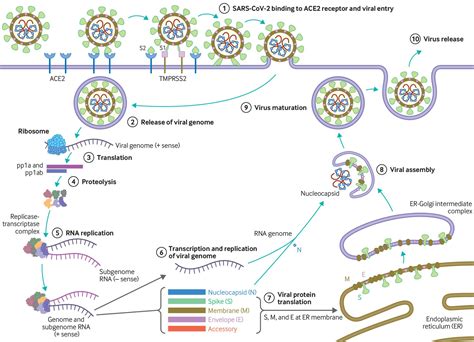 Av symptomene som ikke står på noen offisielle symptomlister, men som det har blitt rapportert om, er at lukt og smak kan påvirkes. Symptomer På Koronavirus (Covid-19) - Covid 19 S Hidden ...