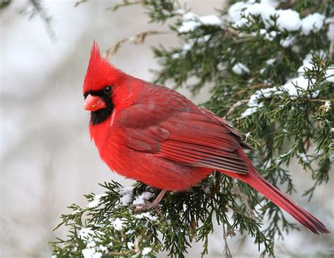 37 Winter Cardinals Desktop Wallpaper