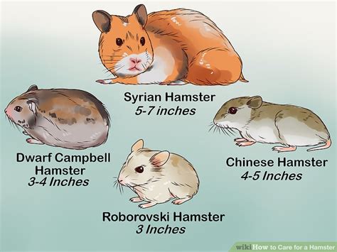 Veterinarian Approved Advice On How To Care For A Hamster
