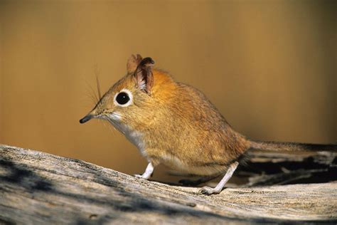 Click on the pictures to discover more about each species. The Little Five: Africa's Smaller Safari Animals