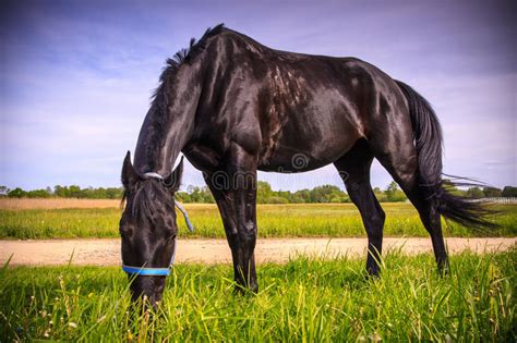 Black Horse Eating Grass Stock Image Image Of Domestic 64180703
