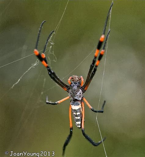 South African Photographs Banded Legged Orb Web Spider Nephila