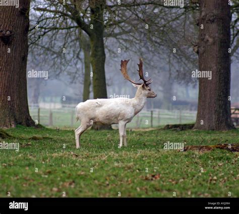 Rare White Fallow Deer Stag Houghton Hall Norfolk Stock Photo Alamy