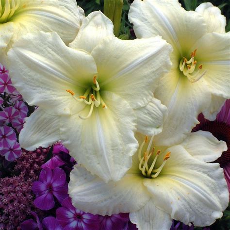 This Joan Senior Daylily Has A 5 Inch Bloom With White Ruffled Petals
