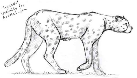 Draw with me the fastest animal in the world and learn how to draw a cheetah. How to draw cheetah step by step | ARCMEL.COM