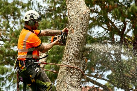 Tree Removal Services Sydney - Tree & Garden Solutions