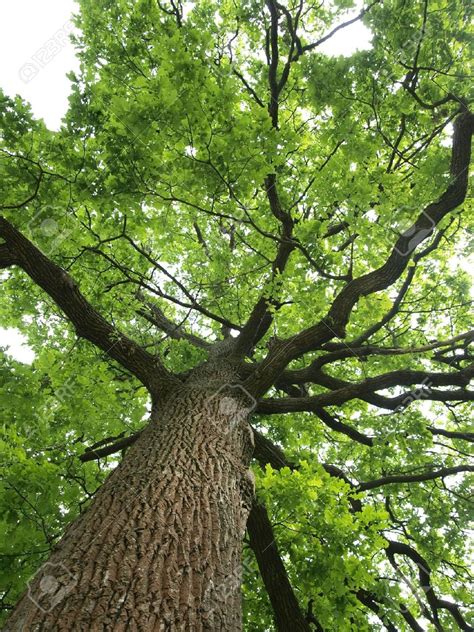 Please read all the information about the apk file so you can know that it is the correct oak trees wallpaper app apk old version 1.0 that you are looking for. Oak Tree wallpapers, Earth, HQ Oak Tree pictures | 4K Wallpapers 2019