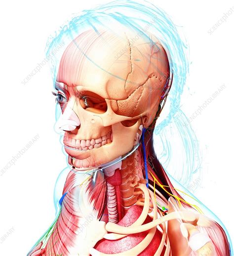 Female anatomy, artwork - Stock Image - F007/4881 - Science Photo Library