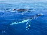 Images of Kauai Hawaii Whale Watching Tours