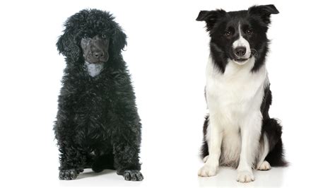 Find out all about the incredibly popular, playful, and intelligent bordoodle mixed breed in the below article! Miniature Border Collie - Would This Mini Be Right for You?