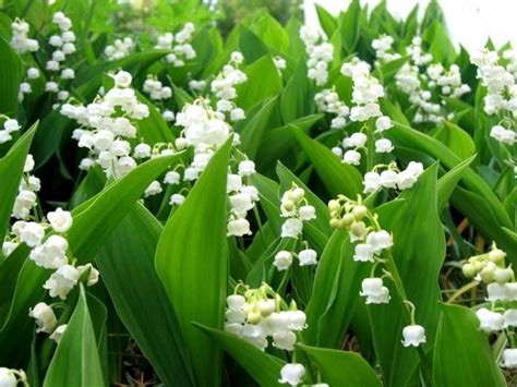 Livraison de bouquets de muguet, compositions de muguet raciné, muguet des bois ou muguet des fleuristes avec le fleuriste josepha. Le Top des Meilleurs Bouquet de Muguet, Porte-Bonheur ...