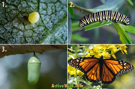 Butterfly Cocoon Stages