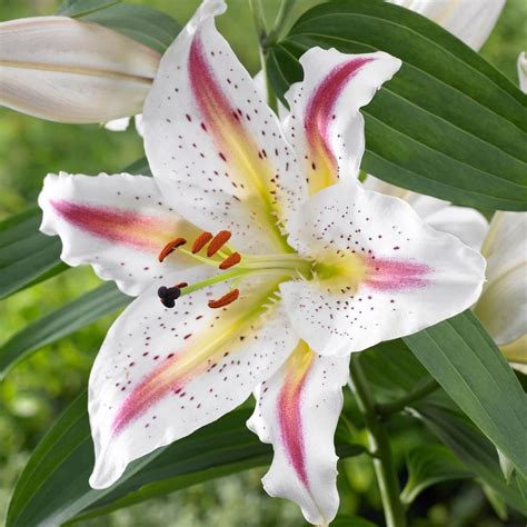 Lily Playtime An Oriental Lily With A Cheery Personality Snow White