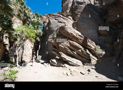 Palm Springs, California. Hiking in Andreas Canyon, Indian Canyons. (MR