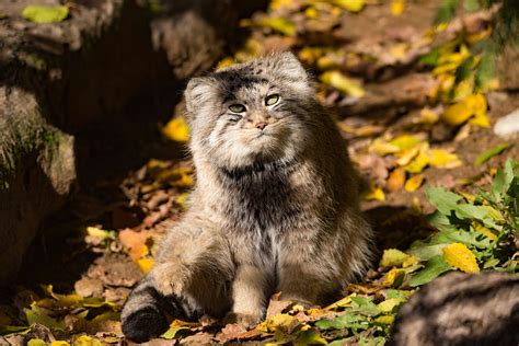 Wild Cat Breeds Cat Breeds Encyclopedia