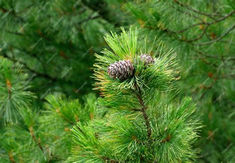 Premium Photo Cones Siberian Cedar Pine Or Siberian Cedarpinus