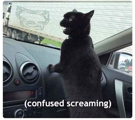 Confused Screaming Cat Blank Template Imgflip