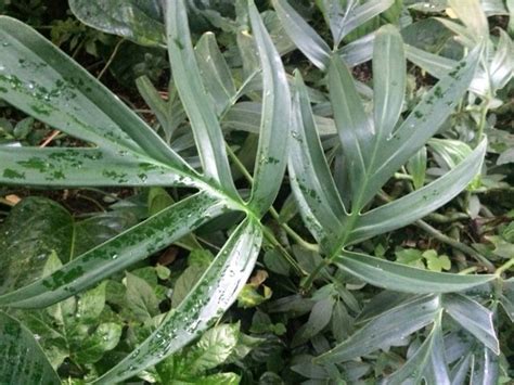 We did not find results for: Monstera subpinnata,---bot.garten münchen | Paisagismo