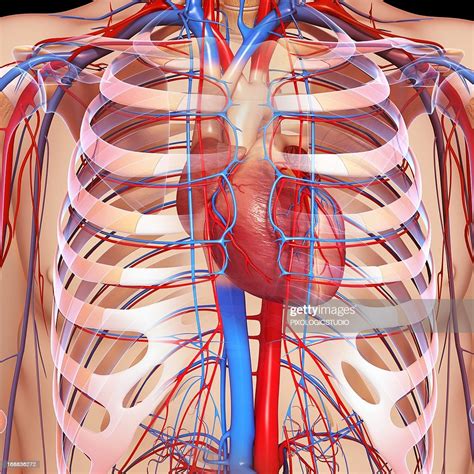 The chest wall is supplied by the posterior intercostal arteries arising from the aorta, the internal thoracic and the. Chest Anatomy Artwork stock illustration - Getty Images