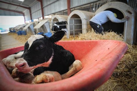 Cows Dairy And Factory Farming Reasons To Try Vegan Veganuary