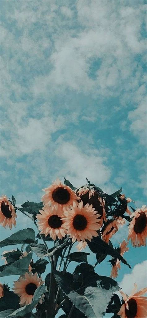 Floral Aesthetic Wallpaper Online Cheap, Save 70% | jlcatj.gob.mx