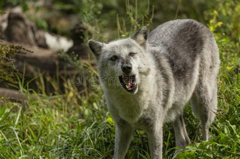 The Timber Wolf Canis Lupus Also Known As The Gray Wolf Stock Image