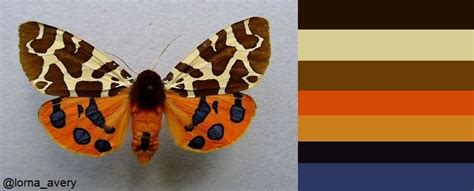 Garden Tiger Moth Tiger Moth Moth Color Palette
