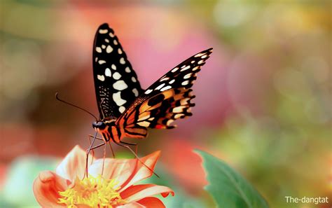 Photograph Butterfly By The Dangtat On 500px Butterfly Creatures Birds