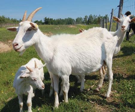 Sudah pastinya anda sudah mempunyai pelbagai perancangan dekat mana anda hendak. Harga-hewan-kambing-2014 - MateriIPA.com
