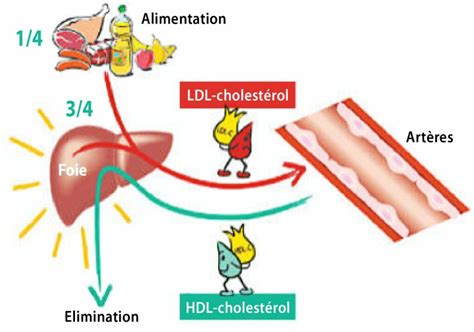 Différence entre le bon HDL et le mauvais cholestérol LDL