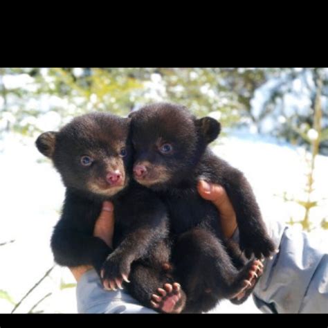 1000 Images About Baby Black Bear On Pinterest Foxs News Climbing