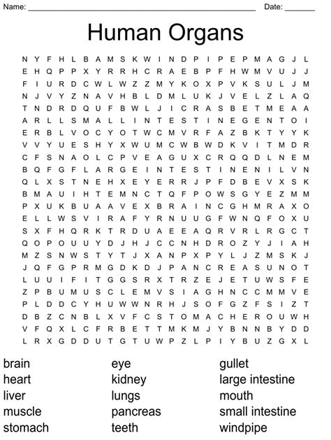 Organs Of Human Body Word Search