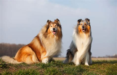 Are Rough Collies Right For You