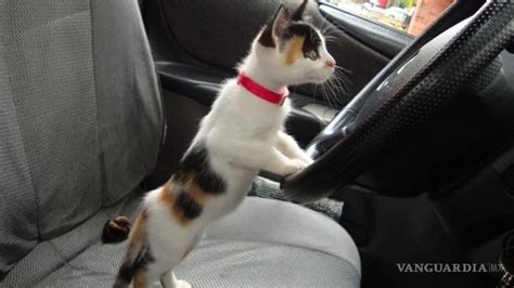 ¿por Qué Los Gatos Odian Viajar En Los Autos