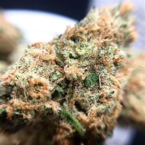 Her effect is one that targets the mind and body, and . Strain Review: Jack Herer by TruFlower - The Highest Critic