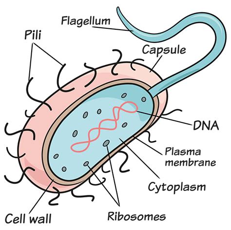 Types Of Bacterial Cells