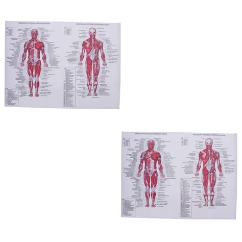 Buy Mobestech 2pcs Skeleton Human Body Euphoria Nervous System