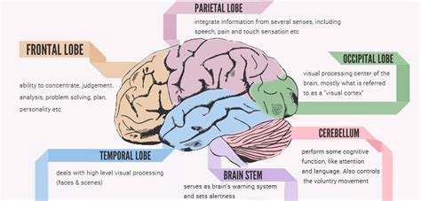Brain Map Diagram Quizlet