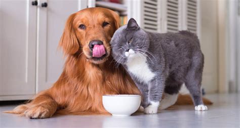 N.° 1 de 104 hoteles. 4 proyectos petlover para tus mascotas ¡hazlos en casa! | Fanáticos de las mascotas