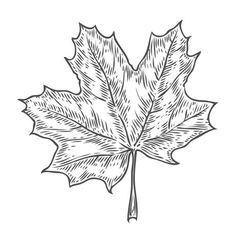 Oak Leaf Sketch Stock Illustrations 9607 Oak Leaf Sketch Stock