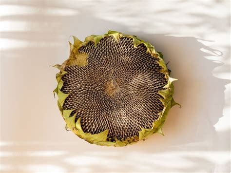 Sunflower Head Recipes Cooking A Whole Sunflower