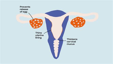 Ovulation And Getting Pregnant Frequently Asked Questions